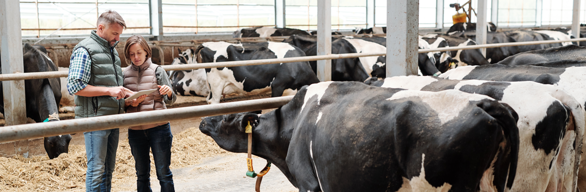 Farmers in a large shed with cows looking at a tablet