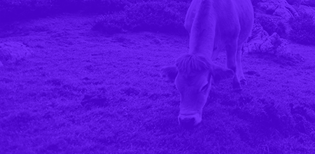 Card image: A cow graizing in a grassy paddock